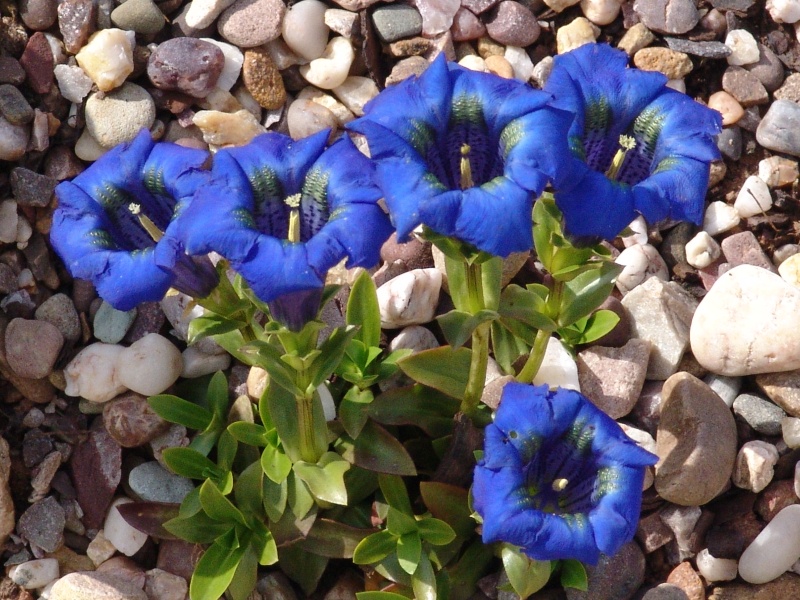 Gentiana acaulis-0