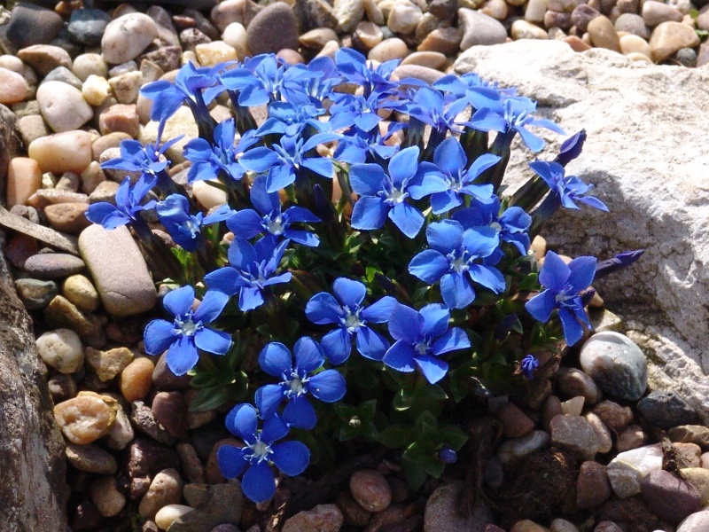 Gentiana verna-0