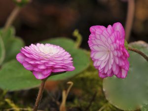 Hepatica japonica f. magna 'Anju'-0