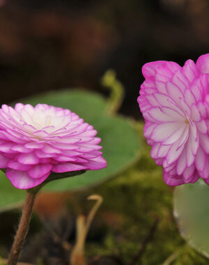 Hepatica japonica var. nipponica f. magna ‘Anju’