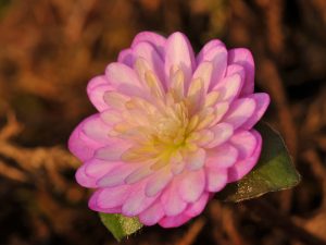 Hepatica japonica f. magna 'Hanaori'-0