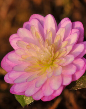 Hepatica japonica var.nipponica f. magna ‘Hanaori’