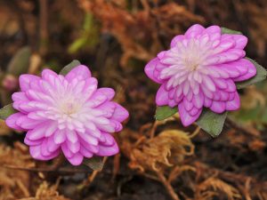 Hepatica japonica f. magna 'Renshishi'-0