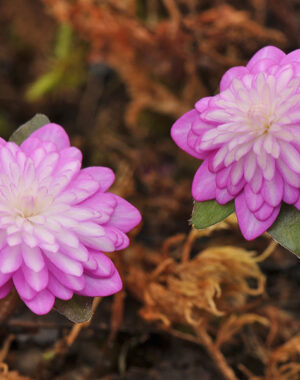 Hepatica japonica var. nipponica f. magna ‘Renshishi’