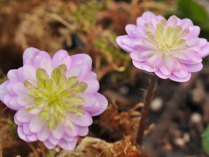 Hepatica japonica f. magna 'Seiwa'-0