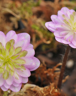 Hepatica japonica var. nipponica f. magna ‘Seiwa’