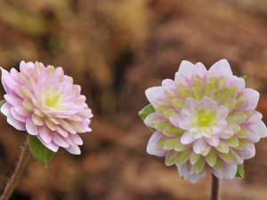 Hepatica japonica f. magna 'Sengairei'-0