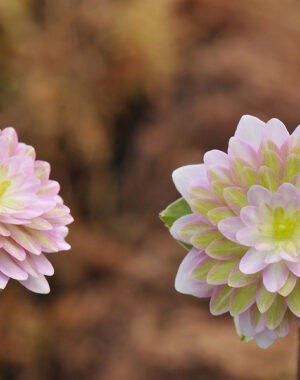 Hepatica japonica var. nipponica f. magna ‘Sengairei’