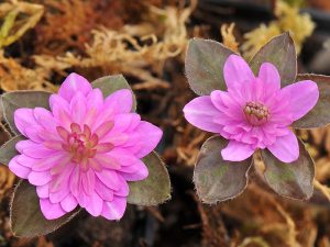 Hepatica japonica f. magna 'Shiranui'-0