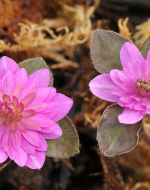 Hepatica japonica var. nipponica f. magna ‘Shiranui’