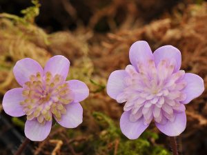 Hepatica japonica f. magna 'Tsubakno-Yama'-0