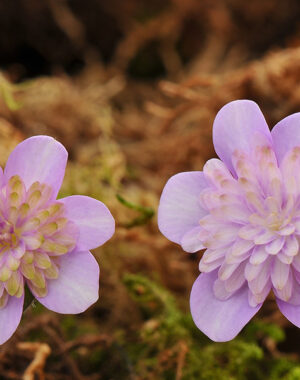 Hepatica japonica var. nipponica f. magna ‘Tsubakno-Yama’