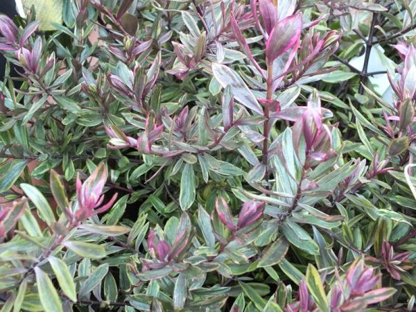 Hebe 'Purple Shamrock'-0