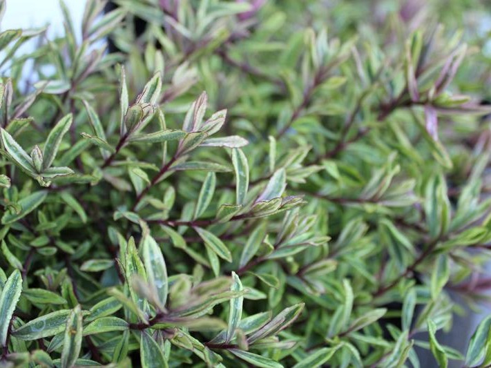 Hebe 'Purple Shamrock'-26563