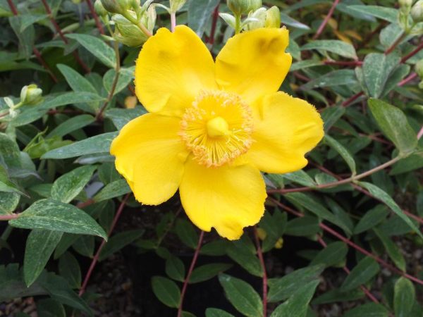 Hypericum x moserianum 'Daybreak'-0