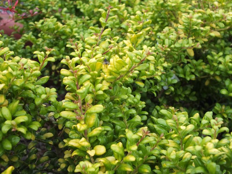 Ilex crenata 'Convexa Gold'-0