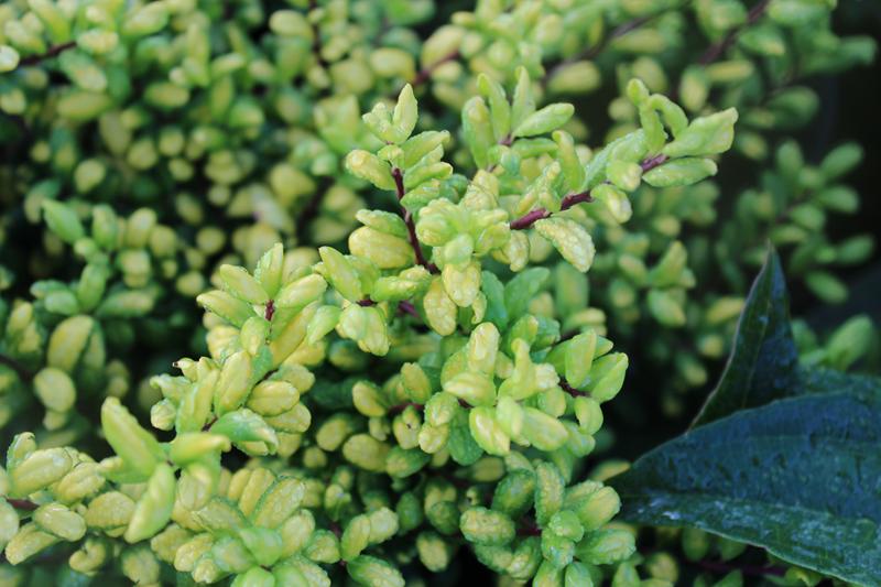 Ilex crenata 'Convexa Gold'-7463