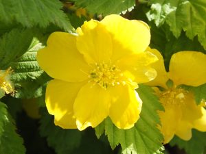 Kerria japonica 'Golden Guinea'-0
