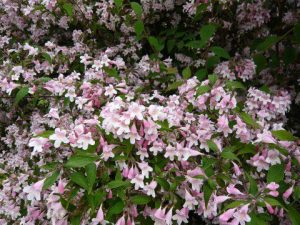 Kolkwitzia amabilis 'Pink Cloud'-0