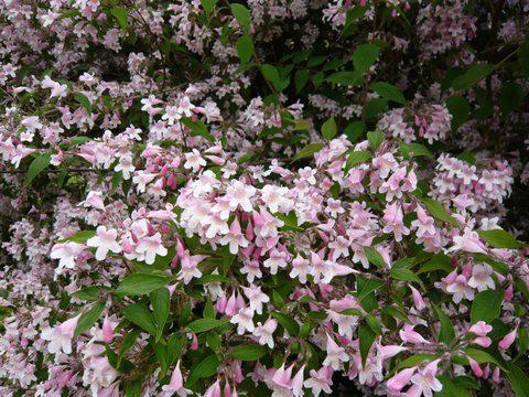 Kolkwitzia amabilis 'Pink Cloud'-0