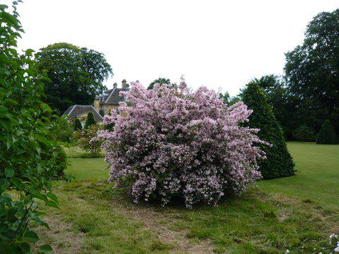 Kolkwitzia amabilis 'Pink Cloud'-3920