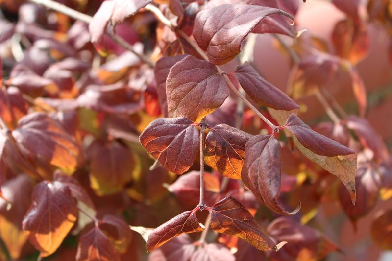 Kolkwitzia amabilis 'Pink Cloud'-7471