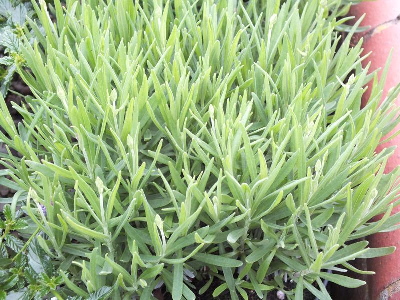 Lavandula angustifolia 'Twickel Purple'-4151