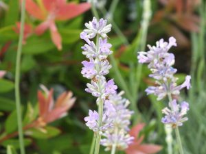 Lavandula angustifolia 'Twickel Purple'-0