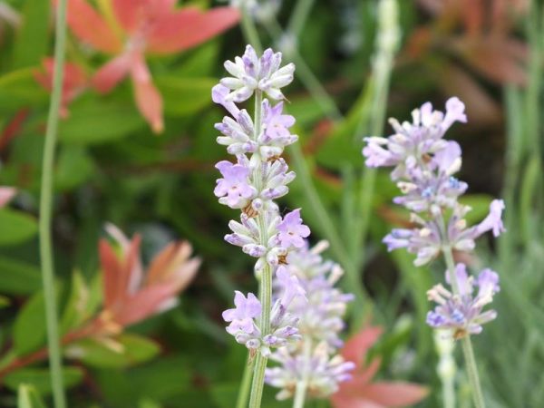 Lavandula angustifolia 'Twickel Purple'-0