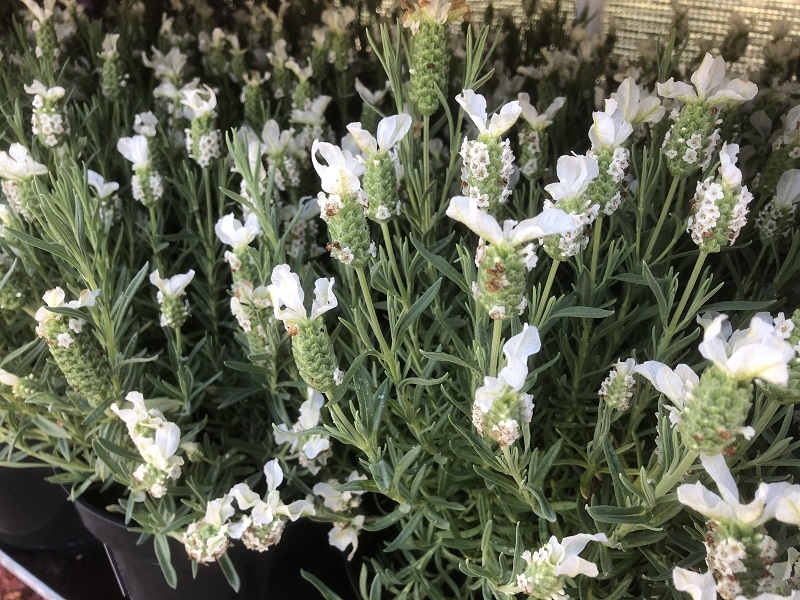 Lavandula stoechas 'Snowman'-0