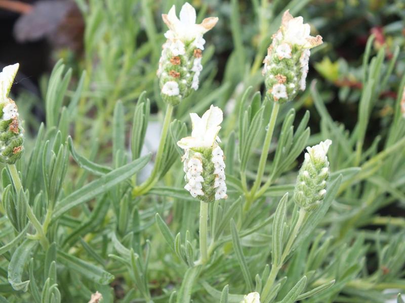 Lavandula stoechas 'Snowman'-4439