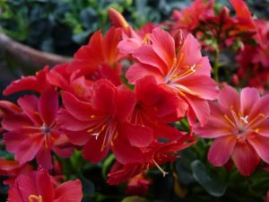 Lewisia cotyledon Ashwood Strain Flame/Red Shades-0