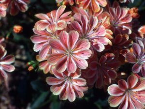 Lewisia cotyledon Ashwood Strain Salmon Pink Shades-0