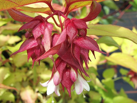 Leycesteria formosa 'Golden Lanterns'-26441