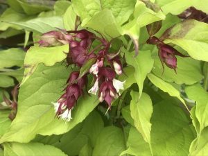 Leycesteria formosa 'Golden Lanterns'-0