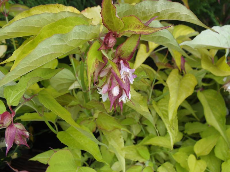 Leycesteria formosa 'Golden Lanterns'-3891