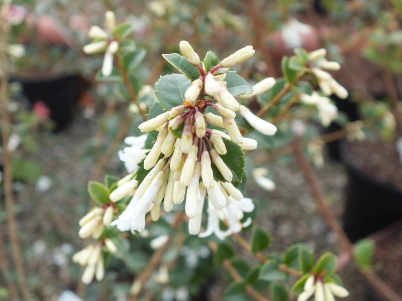 Osmanthus delavayi-3561
