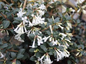 Osmanthus delavayi-0
