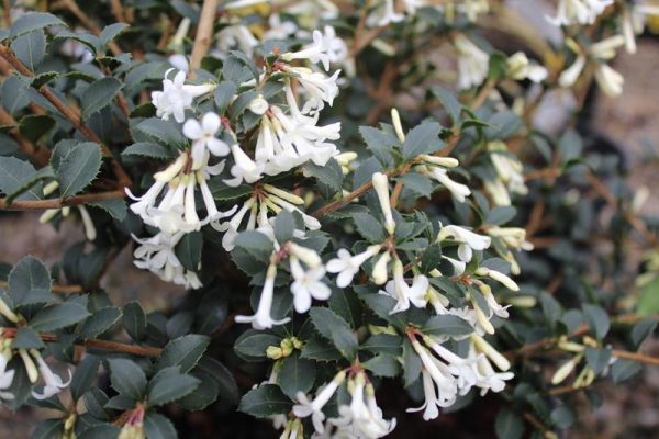 Osmanthus delavayi-0