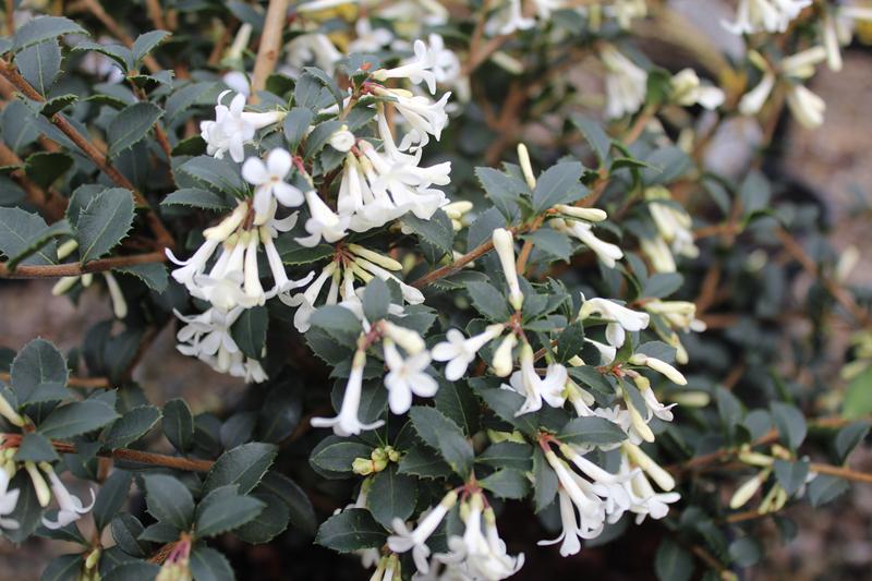 Osmanthus delavayi-0