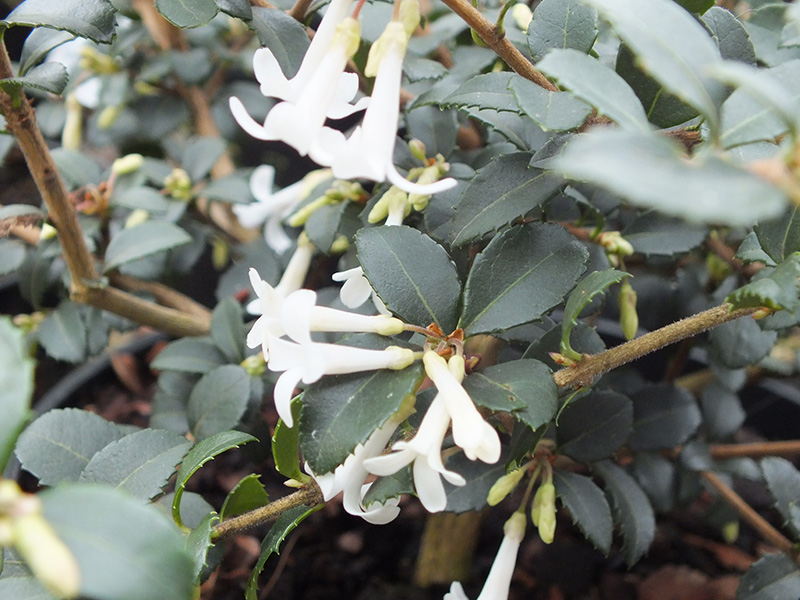 Osmanthus delavayi-3563