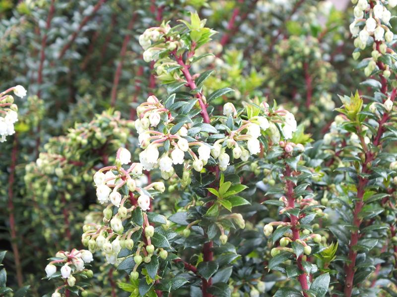 Pernettya mucronata 'Bells Seedling'-4446