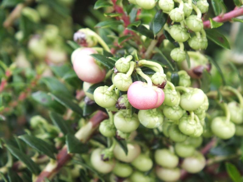 Pernettya mucronata 'Bells Seedling'-5575