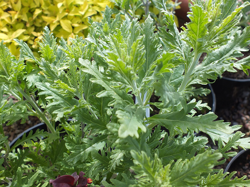 Perovskia atriplicifolia 'Little Spire'-0