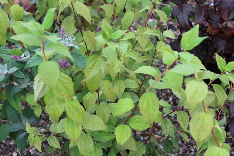 Philadelphus 'Belle Etoile'-7482