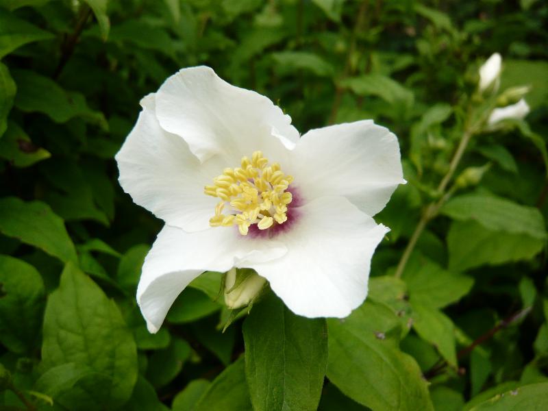 Philadelphus 'Belle Etoile'-0