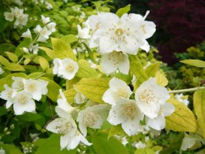 Philadelphus coronarius 'Aureus'-0