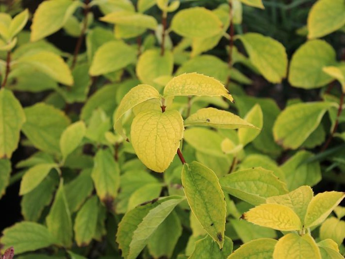 Philadelphus coronarius 'Aureus'-26449