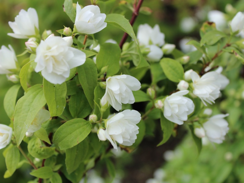 Philadelphus 'Manteau d' Hermine'-0