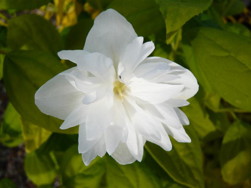 Philadelphus 'Snowbelle'-4277